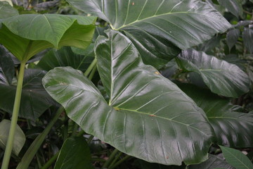 Taro giant plants in the garden