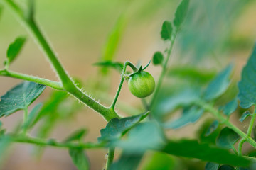 Fresh green tomato plant in India 