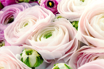 Persian buttercup. Bunch pale pink ranunculus flowers light background. Wallpaper, Horizontal photo .