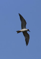 pied belted kingfisher