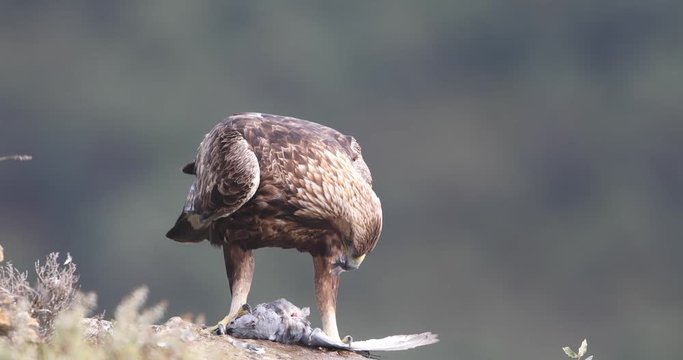 Aguila Real