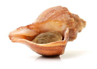 live conch on white background