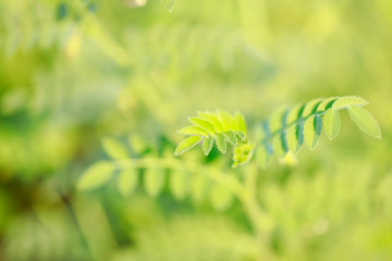 Fresh Green Chickpeas field , Chick peas also known as harbara or harbhara in hindi and Cicer is...