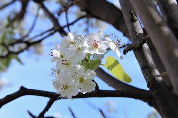 Close up white cherry blossom blooming on tree. photo 
