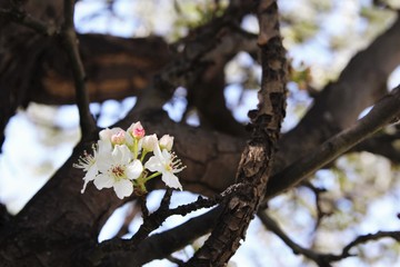 White cherry blossom blooming on tree. photo 