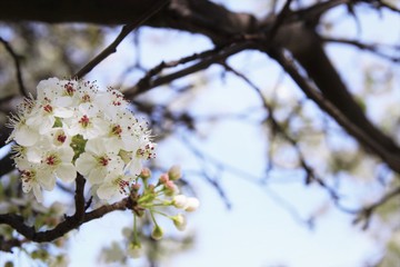 White cherry blossom blooming on tree. photo 