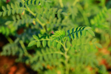 Fresh Green Chickpeas field , Chick peas also known as harbara or harbhara in hindi and Cicer is scientific name,