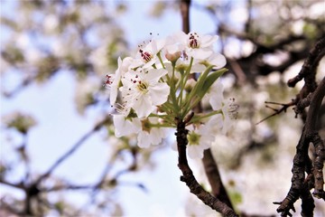 White cherry blossom blooming on tree. photo 