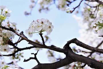 White cherry blossom blooming on tree. photo 