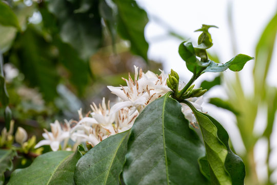 coffee flower and leaf