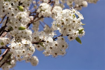 White cherry blossom blooming on tree. photo 