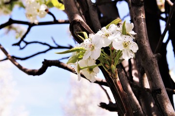 White cherry blossom blooming on tree. photo 