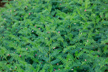 Fresh Green Chickpeas field , Chick peas also known as harbara or harbhara in hindi and Cicer is scientific name,