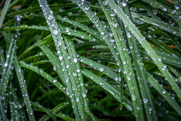 Fototapeta premium dew on grass