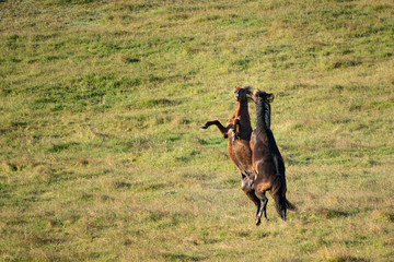 Naklejka na ściany i meble Two Kaimanawa wild horses – young stallions fighting