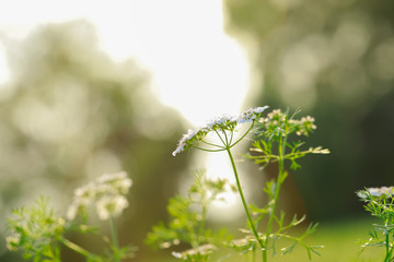 green Coriander field in India 