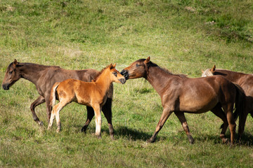 Naklejka na ściany i meble Kaimanawa wild horses mare and foal standing with the family