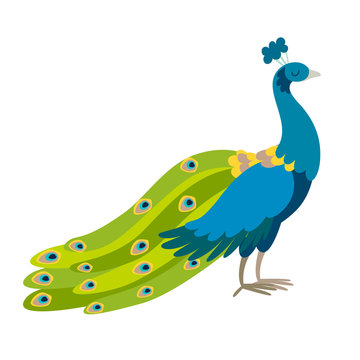 Peacock vector illustration. Standing funny bird. Blue color peacock with green tail drawing in cartoon style. Isolated icon on white background 
