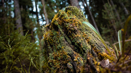 old stump covered with moss and lichen