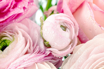 Persian buttercup. Bunch pale pink ranunculus flowers light background. Wallpaper, Horizontal photo...