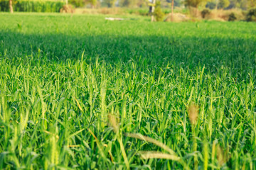 Green wheat farm in India