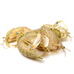 Mantis Shrimp on the white background