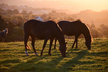 Fototapeta na wymiar Cornish horses at sunrise
