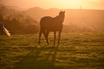 Fototapeta na wymiar Cornwall horse sunrise