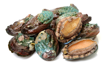 Raw abalones on the white background 