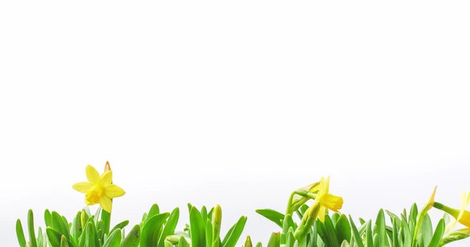 Spring daffodil flower time lapse
