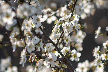 Easter and spring concept; white spring flowers with fresh green leafs and a spider web on natural background  