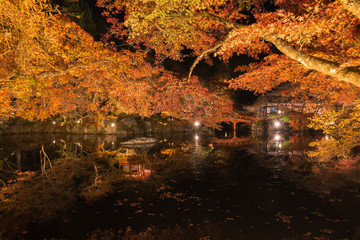 Night view of the red maple trees and garden at Daigo-ji Temple, Kyoto, Japan