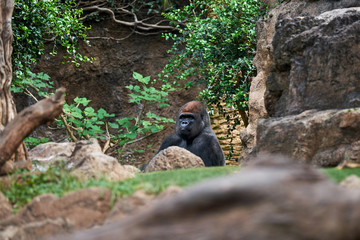 A meditating gorilla in a zoo