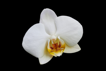 white orchid isolated,Phalaenopsis amabilis flower isolated on black background