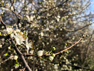 Close up on three spring blossom white flowers with leafs of a single branch and trees in background 