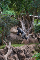A meditating gorilla in a zoo