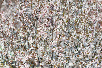 Many white and pinkish spring flowers blossoming 