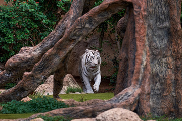 White tiger in zoo