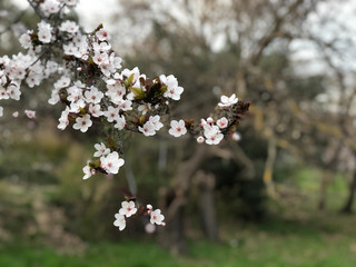 Easter and spring concept; Close up on a branch with white spring flowers and leafs on natural background  