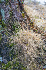 A bunch of dry grass grown in the bark of an old tree. Close up.
