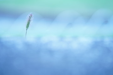 1本の猫じゃらし(3)