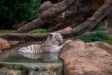 White tiger in zoo