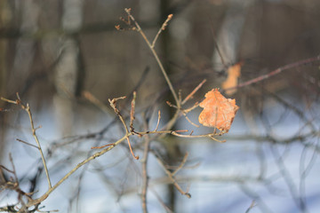 Last year's foliage.