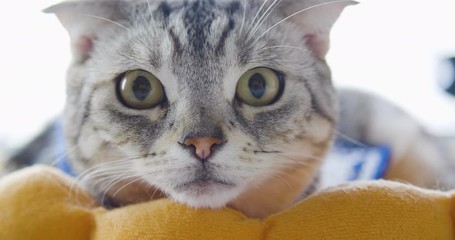 closeup cat looking with big eyes