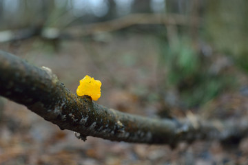 the first spring mushroom