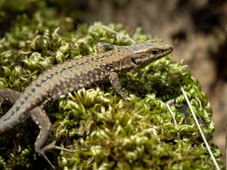Lézard des murailles.