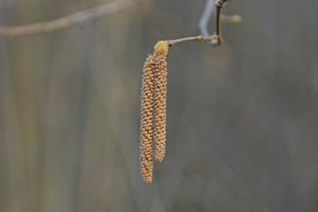two long brown buds of a plant on a thin branch in nature