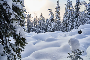 Winter forest with snow-covered fir trees high in the mountains. Sunny February day in the spruce forest. The trees are covered with snow to the top of their heads.