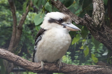 bird on branch