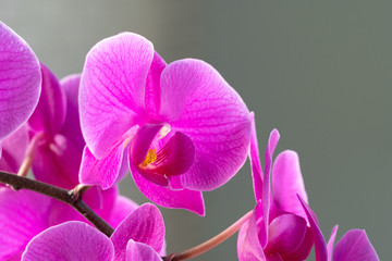 Beautiful purple  Orchid flowers on a branch hanging in the air